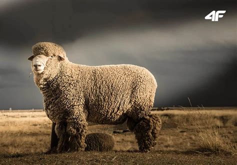 What Is Merino Wool? Everything You Wanted To Know | Blog 4F