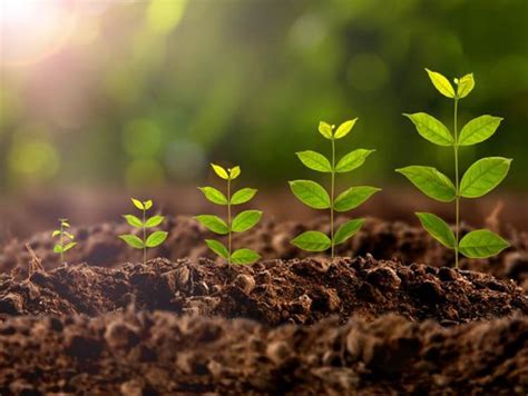 Growing Up, Growing Older or Growing in Him? | GCU Blog