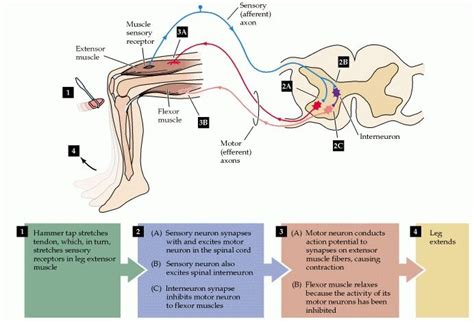 Figure 1.5, [A simple reflex circuit, the...]. - Neuroscience - NCBI Bookshelf | Neuroscience ...