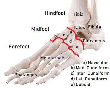 Foot Bones: Anatomy & Injuries - Foot Pain Explored