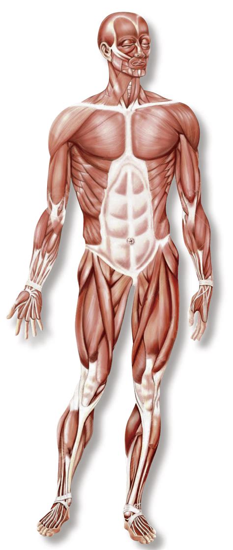 Anatomía muscular: ¿Qué es?, fisiología y mucho más