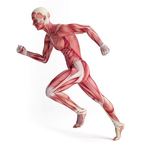 Tropocollagen Definition and Examples - Biology Online Dictionary
