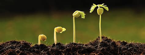 Strategies vs. Tactics in Growing your Audience | Benefits of gardening ...