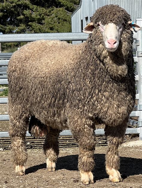 Ridgway Advance Poll Merino Stud - Stud Calendar