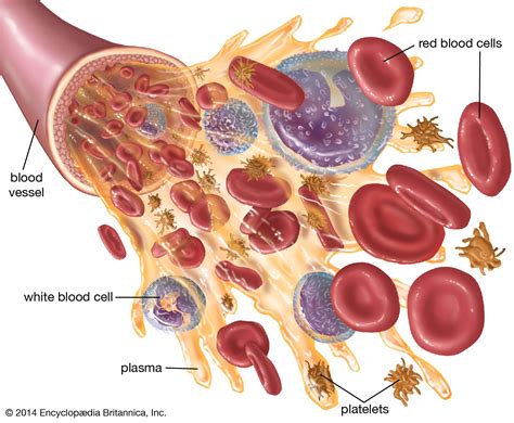 Blood - Platelets, Thrombocytes, Clotting | Britannica