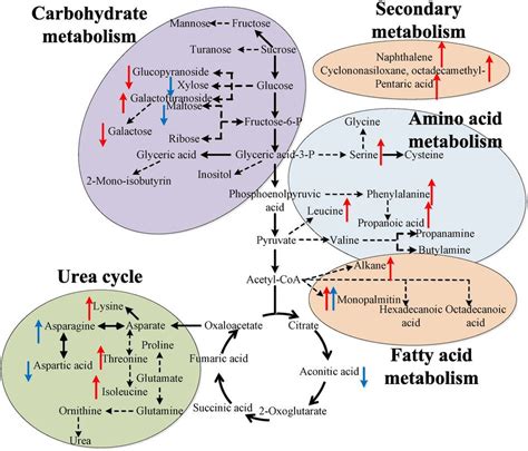 Identify The Metabolic Components Pictured In The Diagram. S