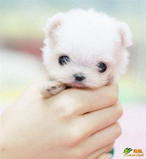 Dogs That Stay Small - HubPages