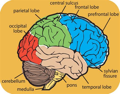 Diagram of Human Brain System - Health Images Reference