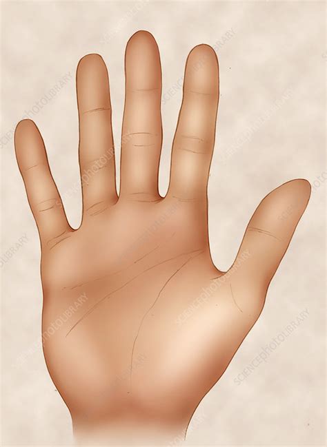 Hand - Stock Image - C001/5007 - Science Photo Library