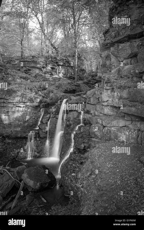 Small pink blossom Black and White Stock Photos & Images - Alamy