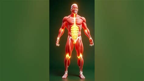 Anatomy of human body #shorts - YouTube