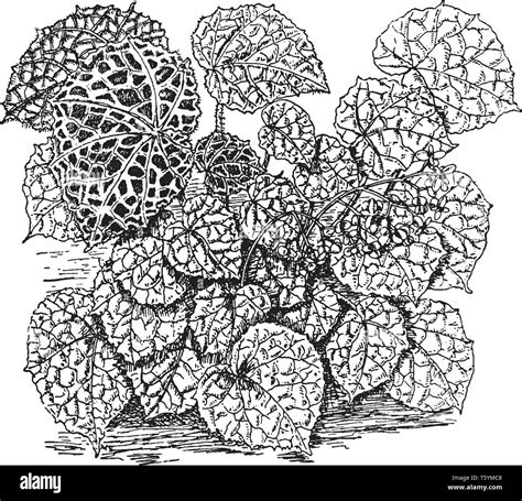 A rugged Stock Vector Images - Alamy