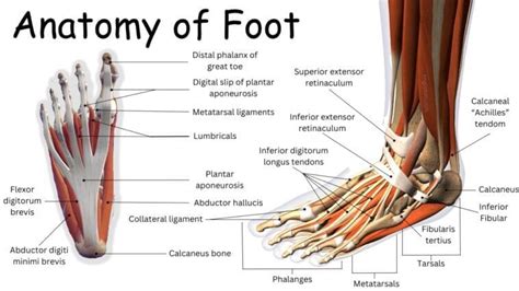 Parts of Foot with Diagram • Englishan