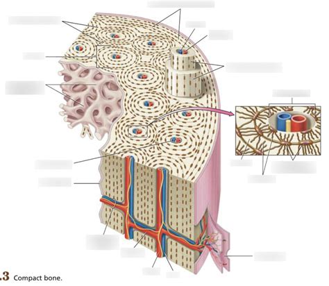 Compact bone Diagram | Quizlet