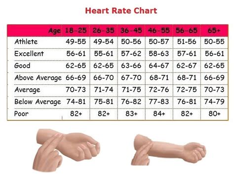 What is the average resting metabolic rate for an adult male, and how does it typically compare to that of an adult female of similar age and weight?