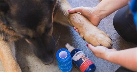 5 Easy Steps to Treating Hot Spots on Dogs - Fcevve.com
