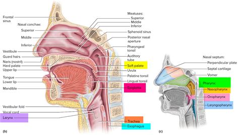 Throat Cancer - Causes, Signs, Symptoms, Survival Rate &amp; Treatment