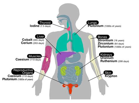 Diagrams Of Body Systems Primary Human Body Organ Chart