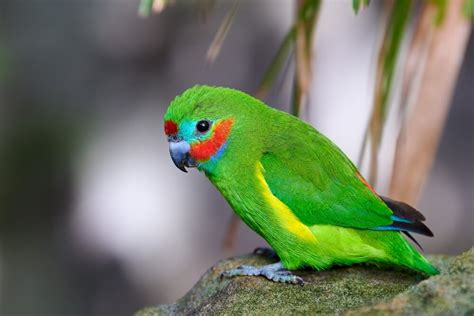 21 Beautiful Small Green Birds (With Pictures &amp; Facts)