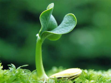 The Secret Language of Plants: Myth or Reality? | The Translation Company