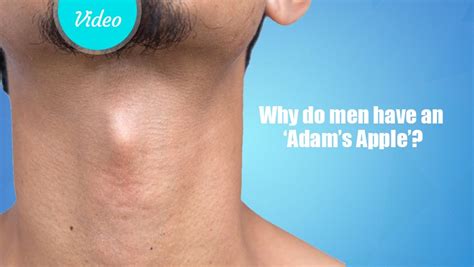 How does the Adam’s apple form and become prominent in adolescent males?