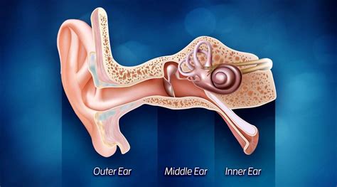 How Hearing Works - Sound Relief Hearing Center