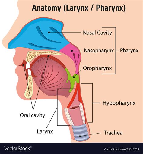 Larynx Anatomy