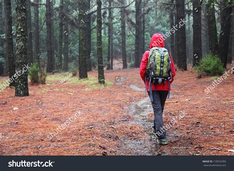 Hiking In Rain. Hiker Walking On Pine Forest Path On Rainy Day Wearing ...
