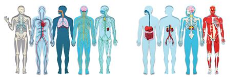Learn About the Organ Systems in the Human Body