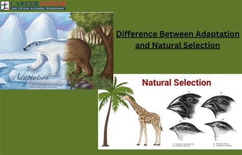 Adaptation and Natural Selection: Definition, Differences, and Importance
