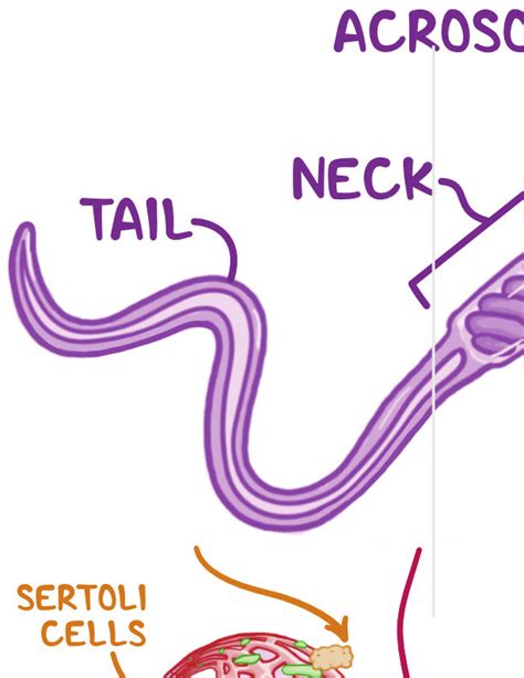Testosterone Diagram
