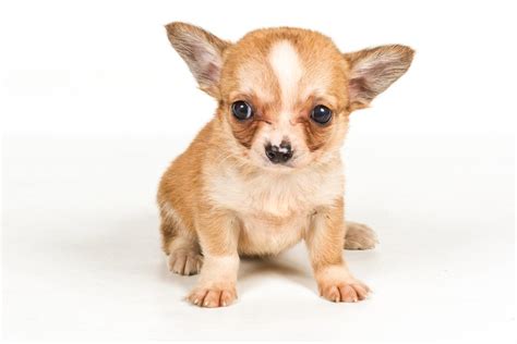 Small in Spanish | English to Spanish Translation - SpanishDictionary.com