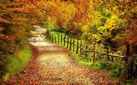 Download Path Covered With Autumn Leaves Wallpaper | Wallpapers.com