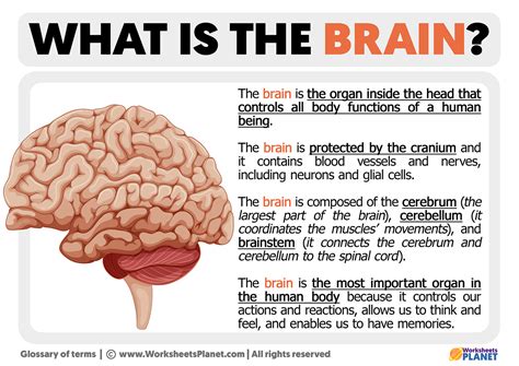 What is the Brain | Definition of Brain