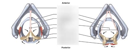 Movement of the Vocal Cords Diagram | Quizlet
