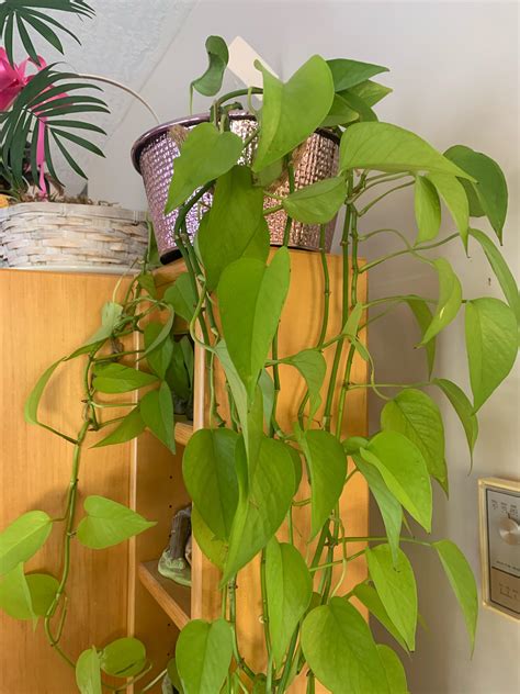 What is this plant? : r/whatsthisplant