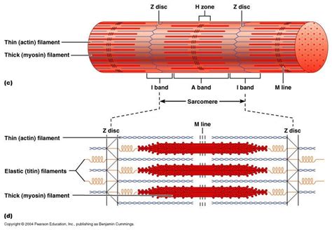 Muscle Fiber Diagram Diagram | Quizlet