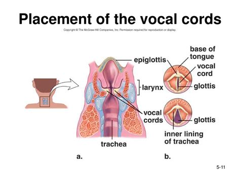 Respiratory System. - ppt download