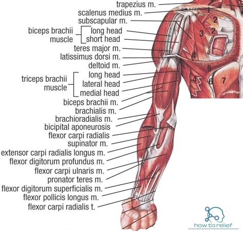 Upper Extremity Muscle : Origin, Insertion, Action & Nerve Supply » How ...