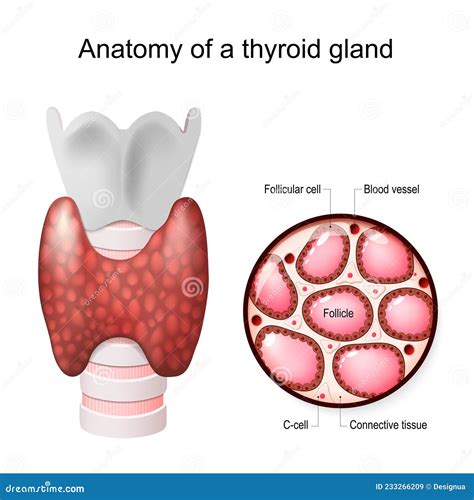 Thyroid Follicle