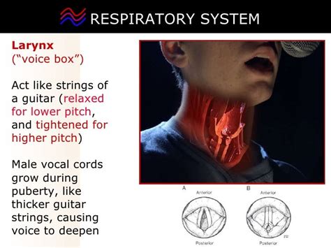 03 respiratory system2