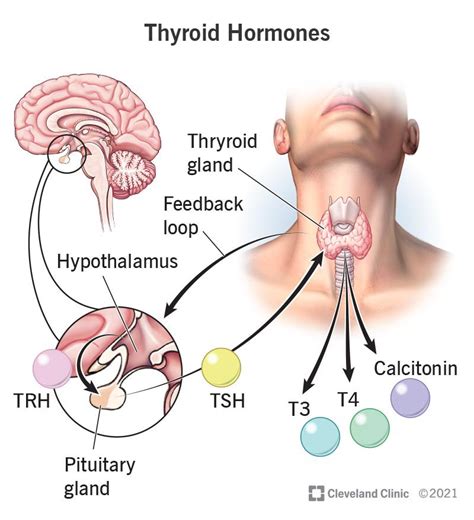 A Functional Medicine Approach To Thyroid Labs - SelfDecode Labs