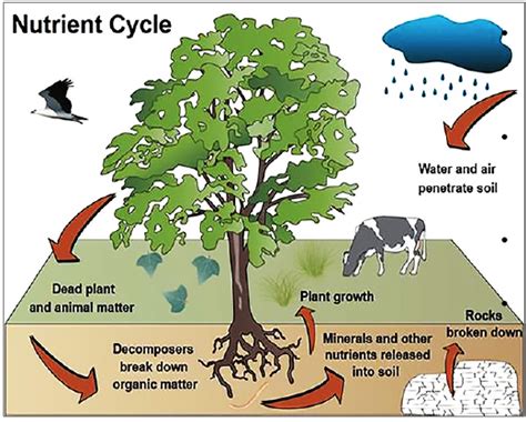 Nutrient Cycles: Carbon, Nitrogen, Water, Sulphur &amp; More