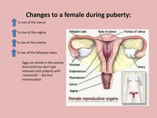 What physiological change is primarily responsible for the deepening of a male’s voice during puberty?