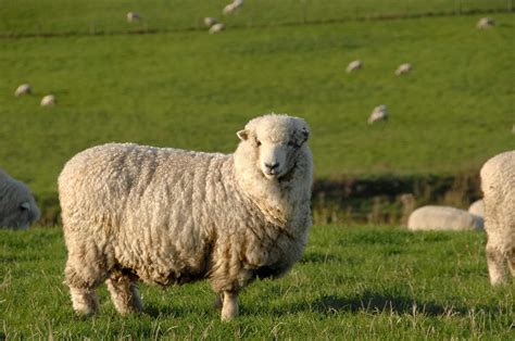 Merino Sheep Breed Information: A Good Forager and Producer of High ...