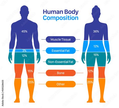 Comparison of healthy male and female body composition. Human body composition chart vector ...