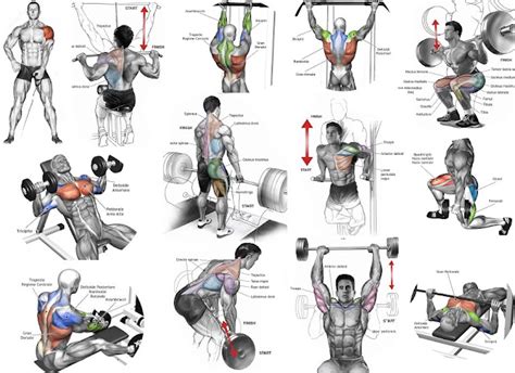 The Most Effective Muscle Building Exercises ~ multiple fitness
