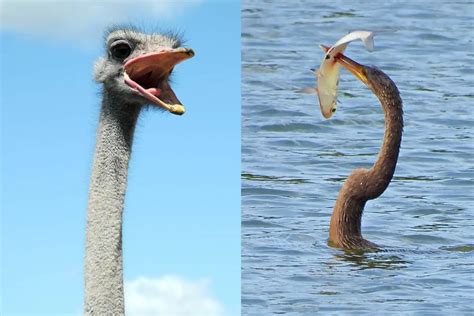 12 Birds With Long Necks (with Photos) - Bird Feeder Hub
