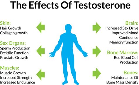 All You Need to Know About Testosterone – Fit n' Healthy