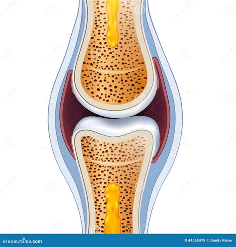 Normal Synovial Joint Anatomy Stock Vector - Image: 44562478